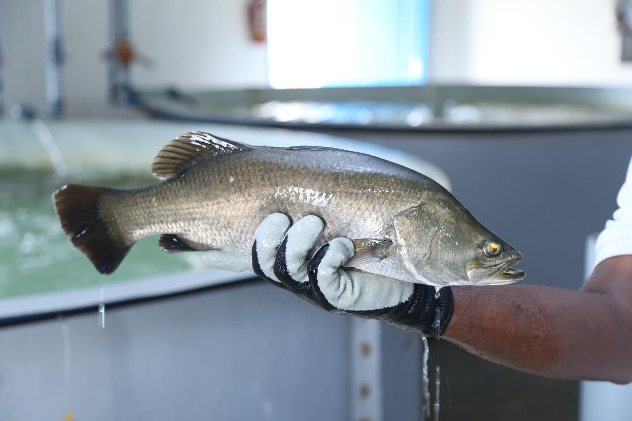 Seabass Fish Feed
